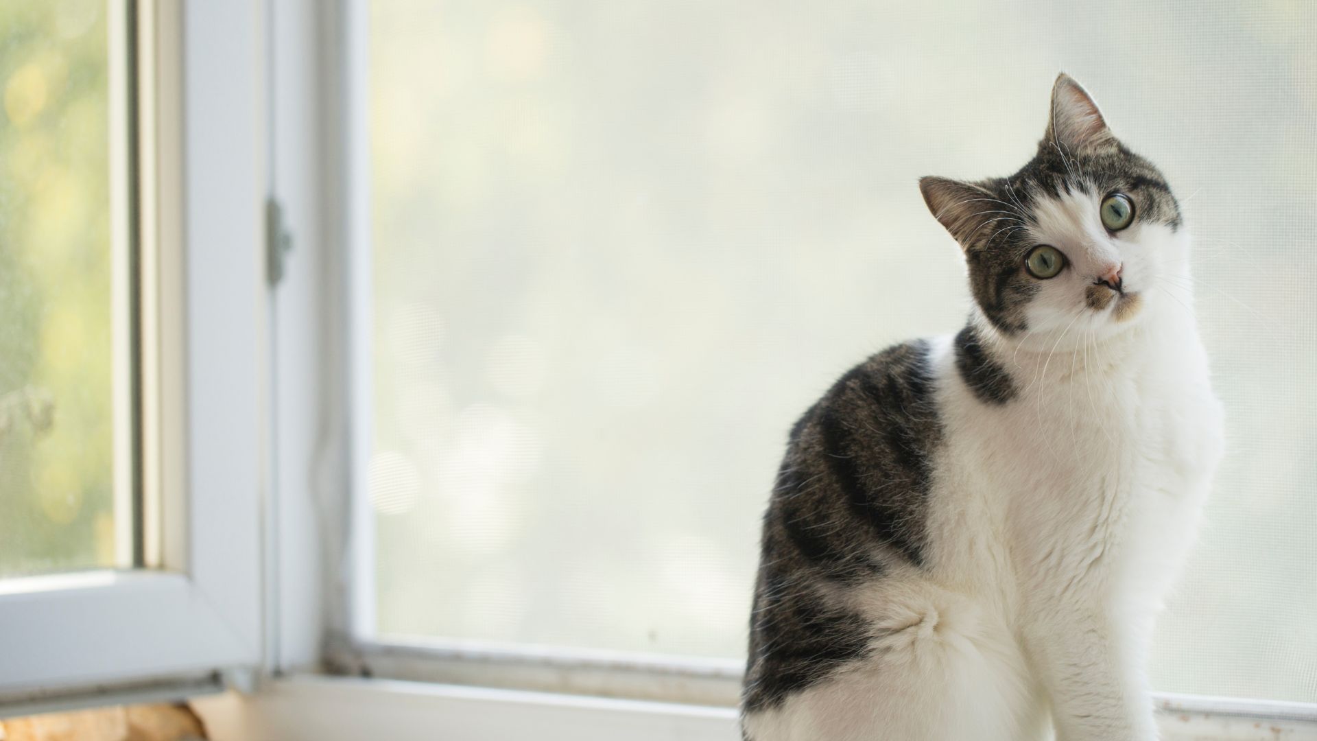 Vet Near Me Winnipeg, MB True North Veterinary Eye Care