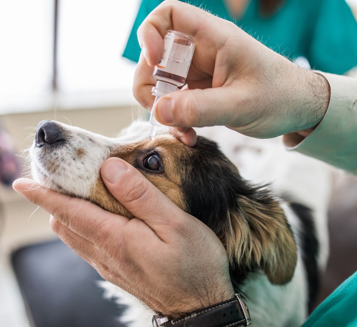 vet putting medical drops into dog's eye