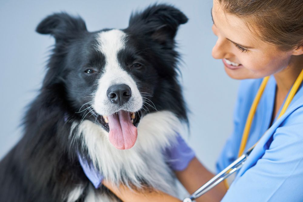 veterinarian examining ears of a dog