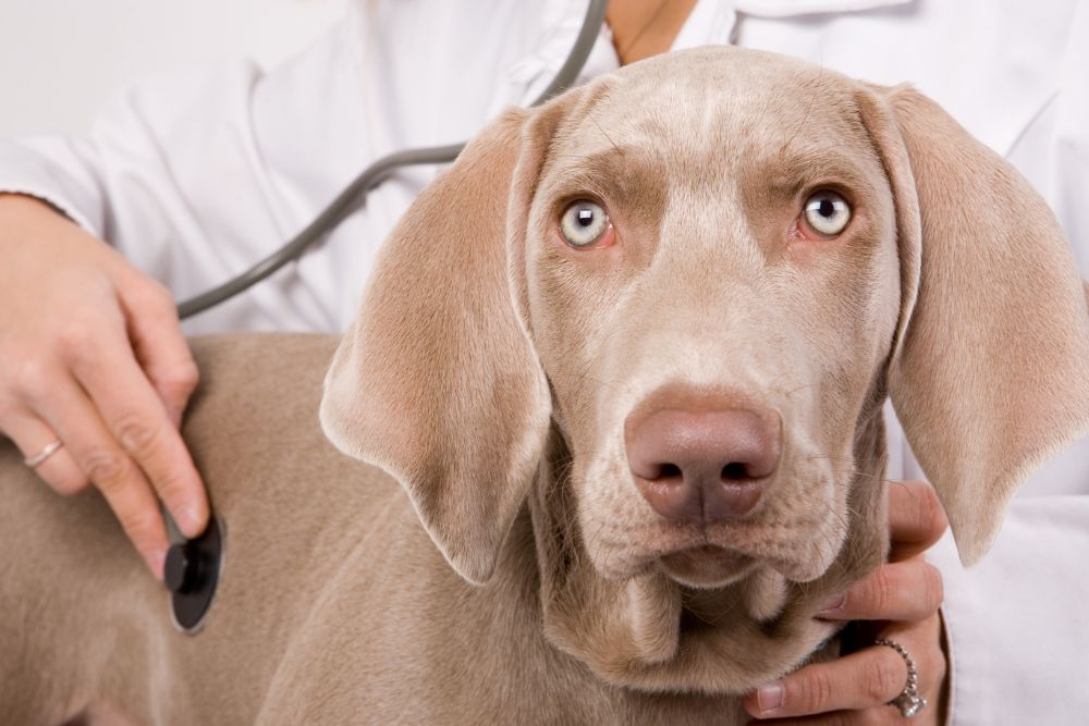 dog looking at a stethoscope