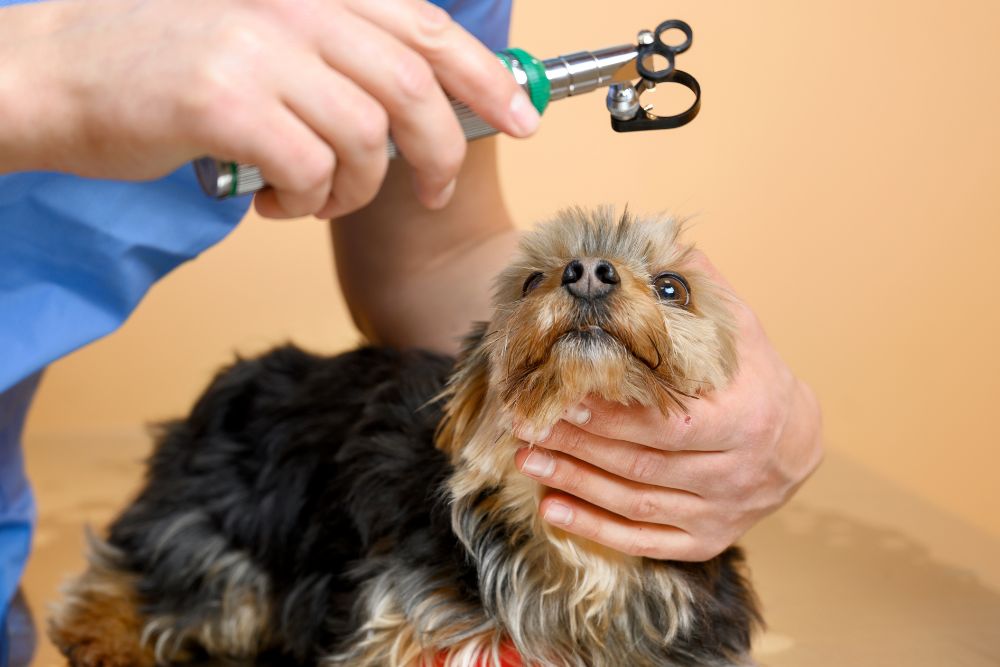 a dog is being examined by a vet