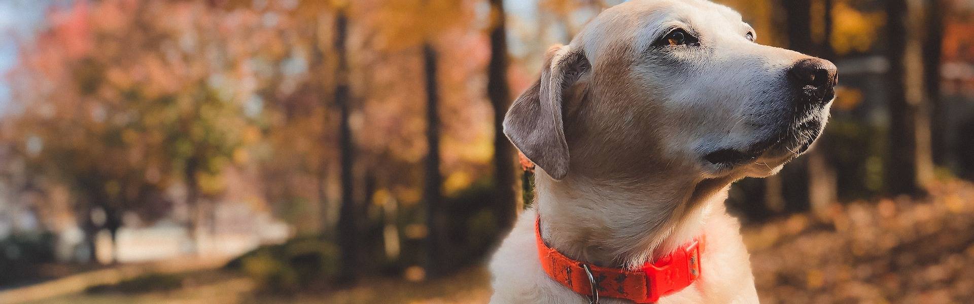 How To Give Your Pet Eye Drops True North Vet Eye Care