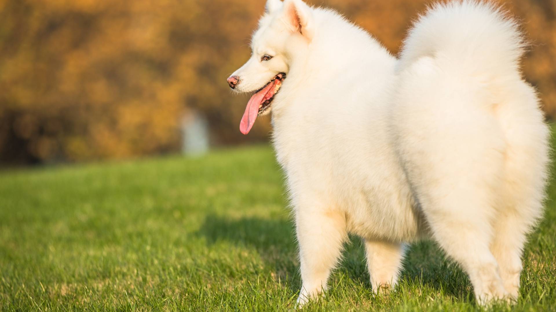 Request A CE Form | True North Veterinary Eye Care