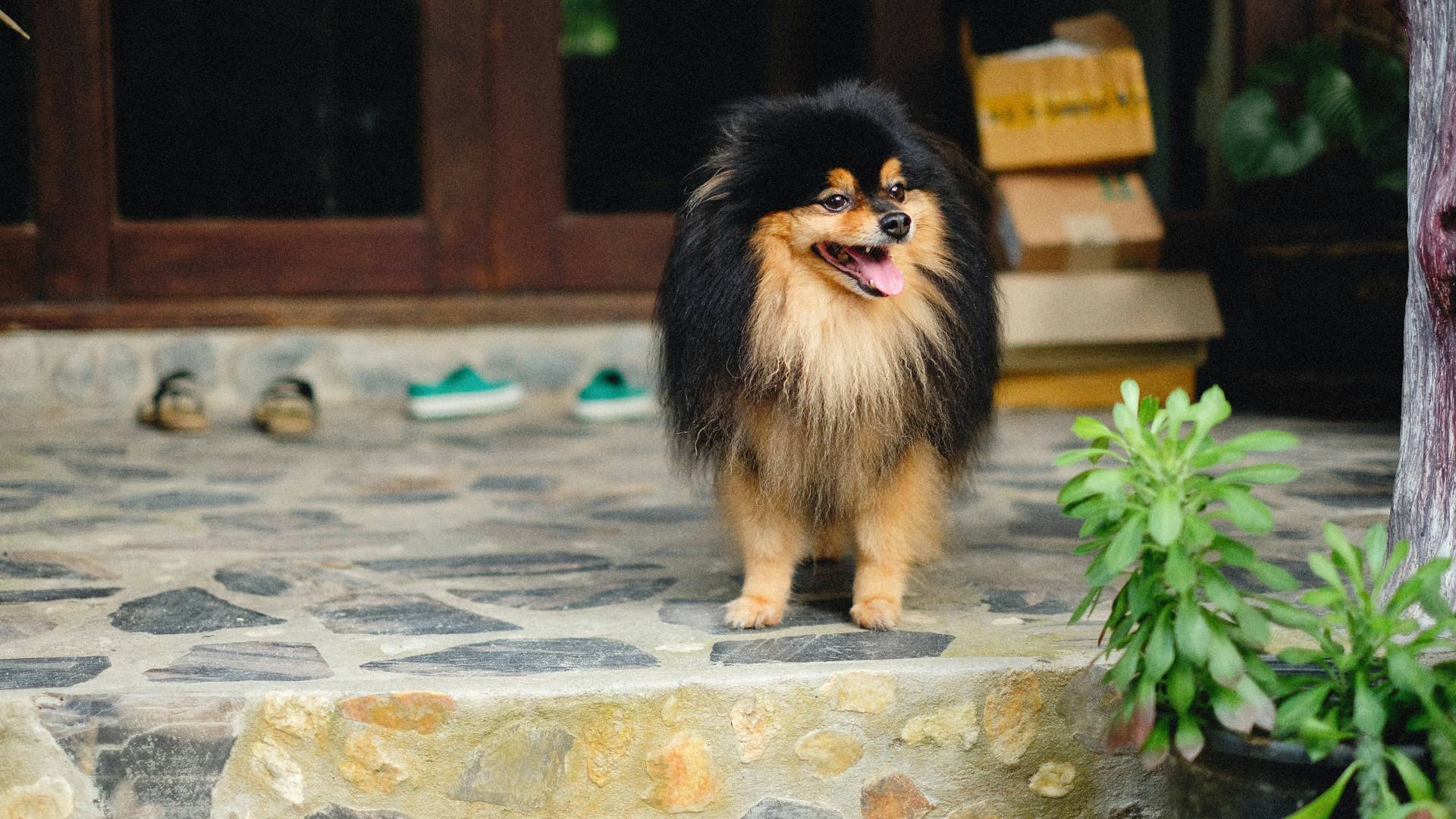 Winnipeg MB Veterinary Jobs True North Veterinary Eye Care