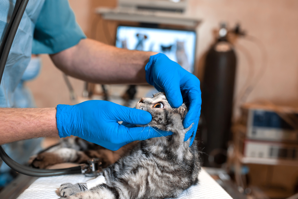 a cat being examined by a veterinarian