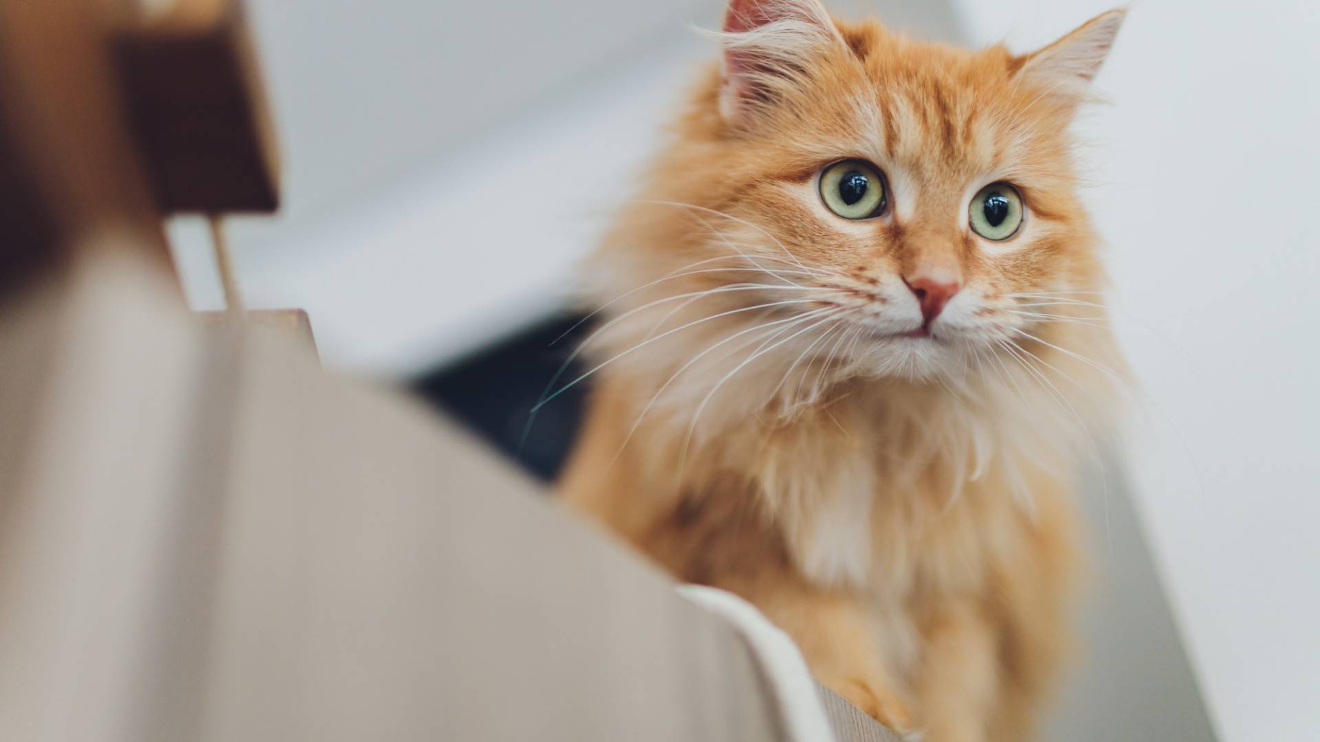 Patient Referral Form True North Veterinary Eye Care