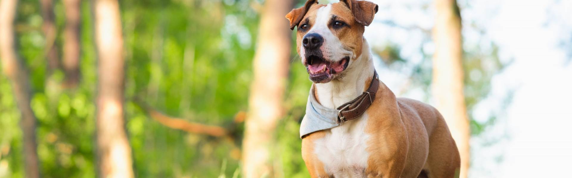 What Is A DACVO? True North Veterinary Eye Care