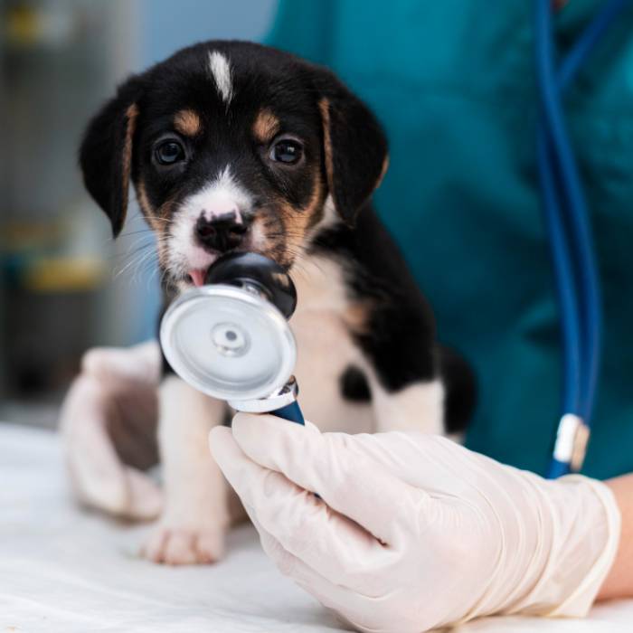 veterinarian taking care of dog