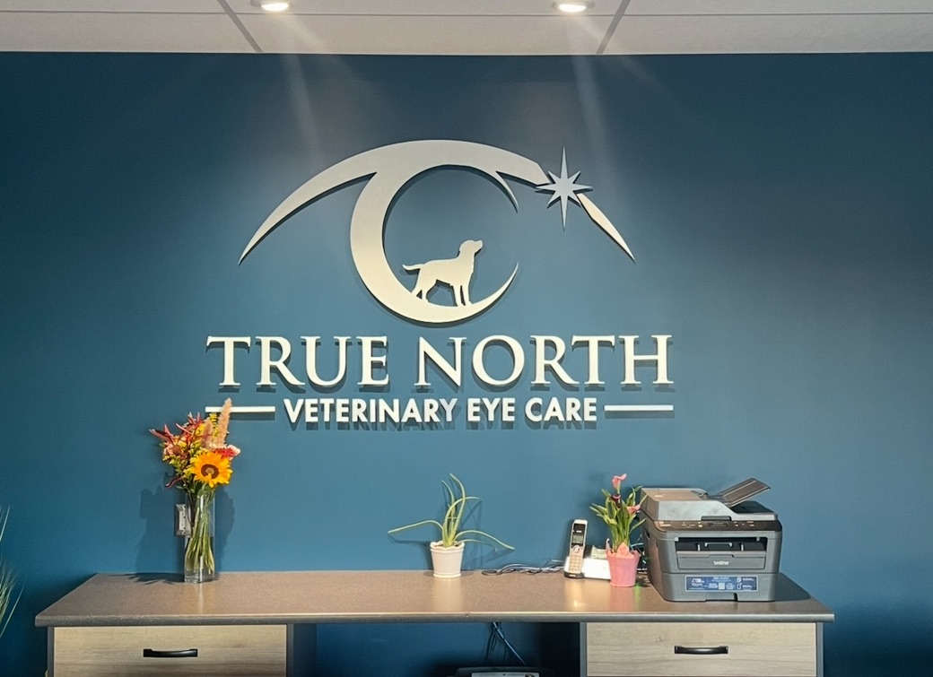 vet putting medical drops into dog's eye