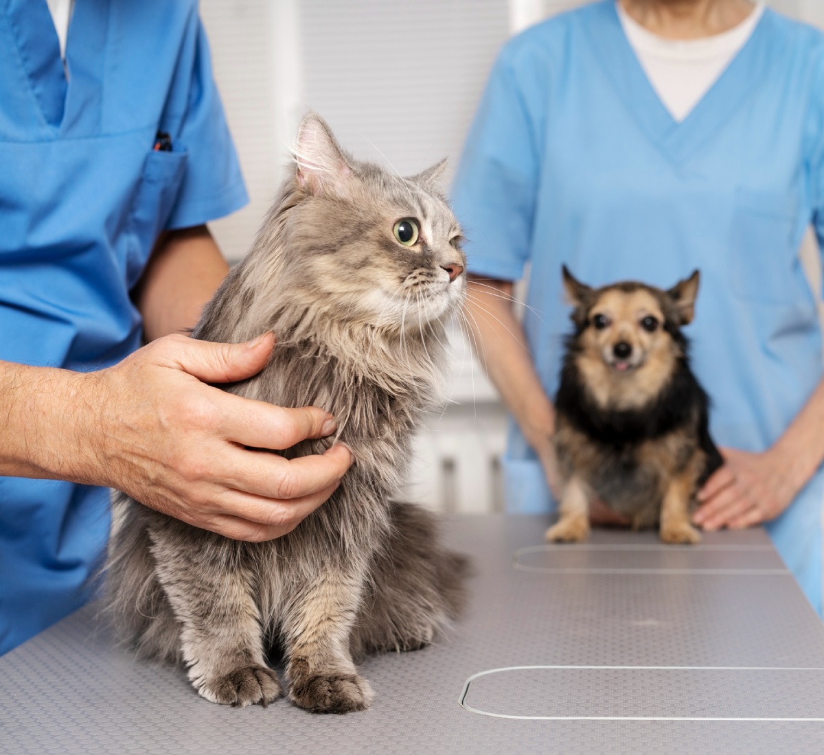 close-up-veterinary-doctor-taking-care-pet Veterinarian examining a long-haired gray cat on a table while a small dog waits with another vet in the background