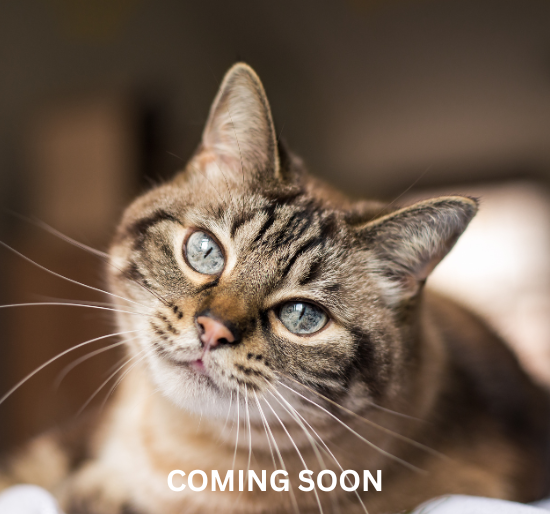 True North Coming-Soon