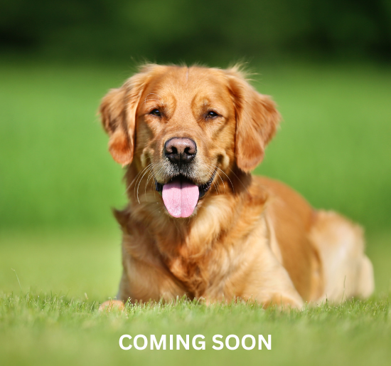 True North Coming-Soon